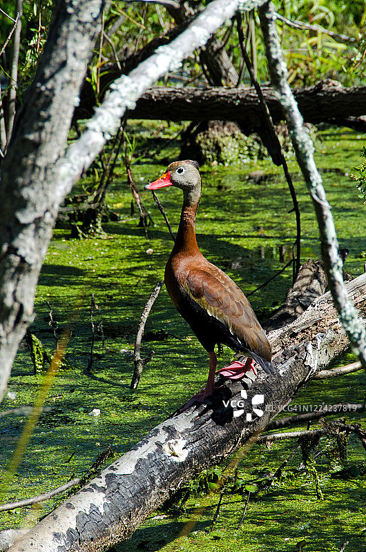 湿地中的黑腹树鸭图片素材