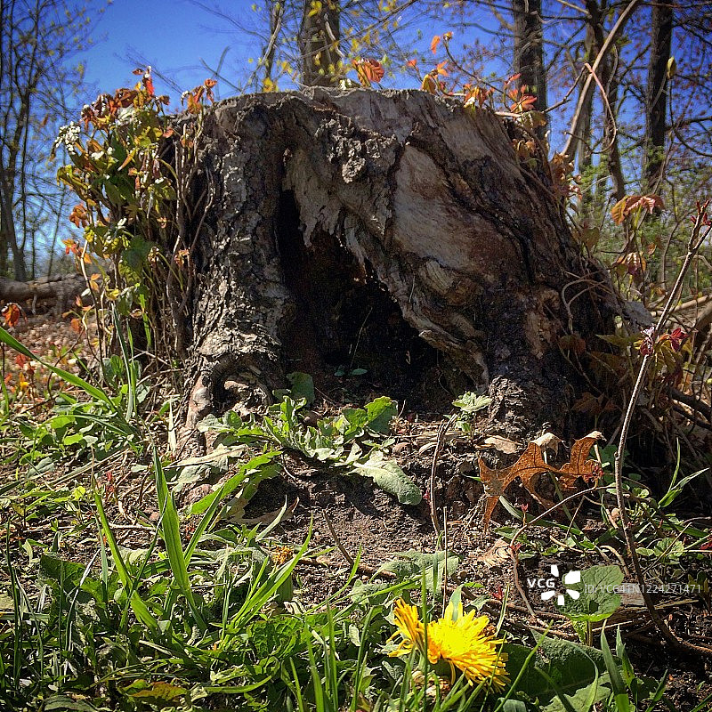 树桩和春天的花朵图片素材