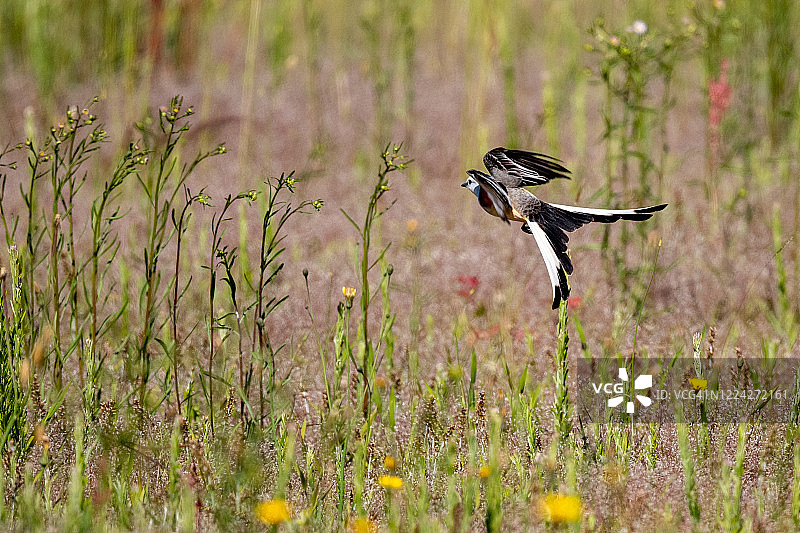 剪刀尾鹟系列图片素材