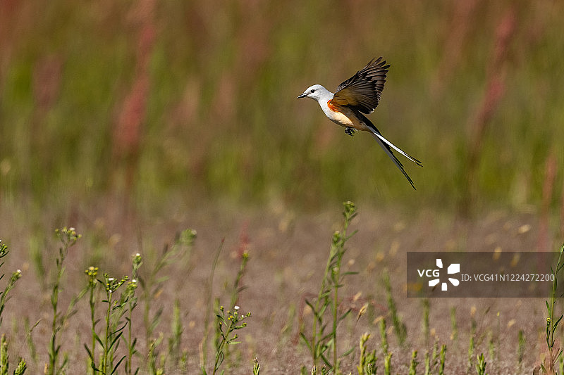 剪刀尾鹟系列图片素材