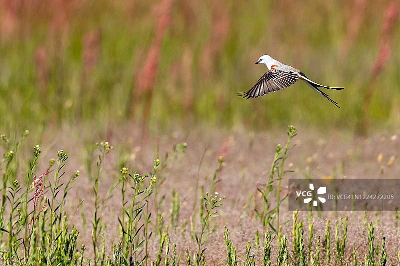 剪刀尾鹟系列图片素材