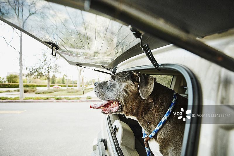 斗牛犬看着汽车的后窗图片素材