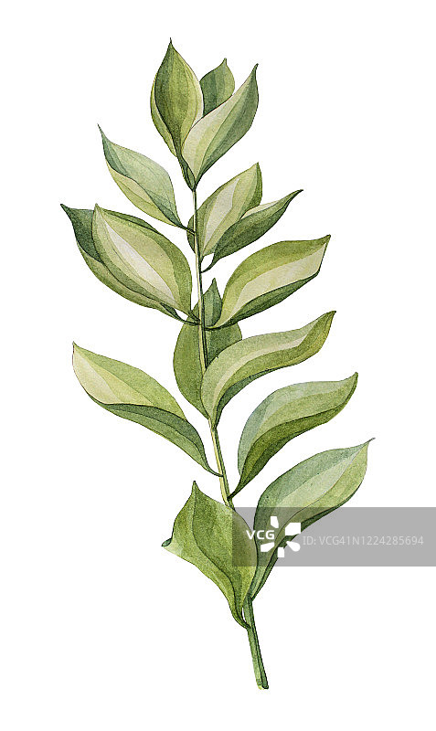 水彩手绘绿色多肉植物叶子图片素材