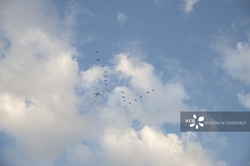 客机飞过编队飞行的水禽图片素材