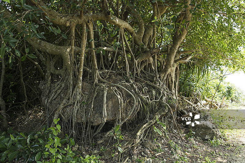 扎根于岩石中的榕树图片素材