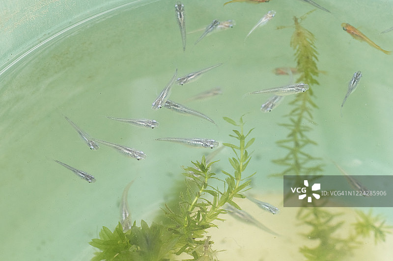 日本青鳉图片素材