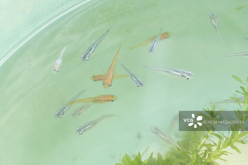 日本青鳉图片素材