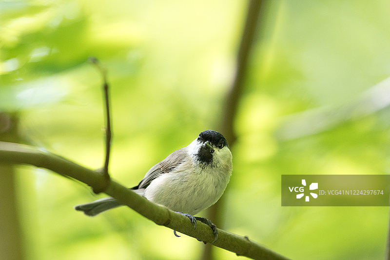 沼泽山雀栖息在树枝上图片素材