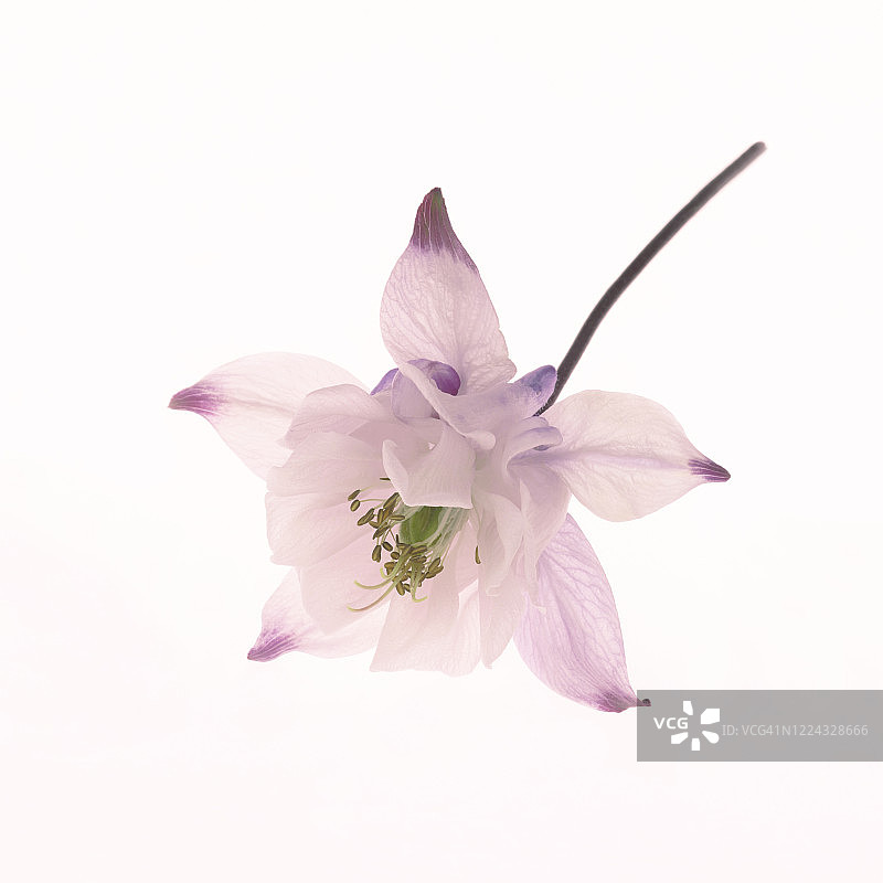 白色方框中的淡粉色耧斗菜图片素材