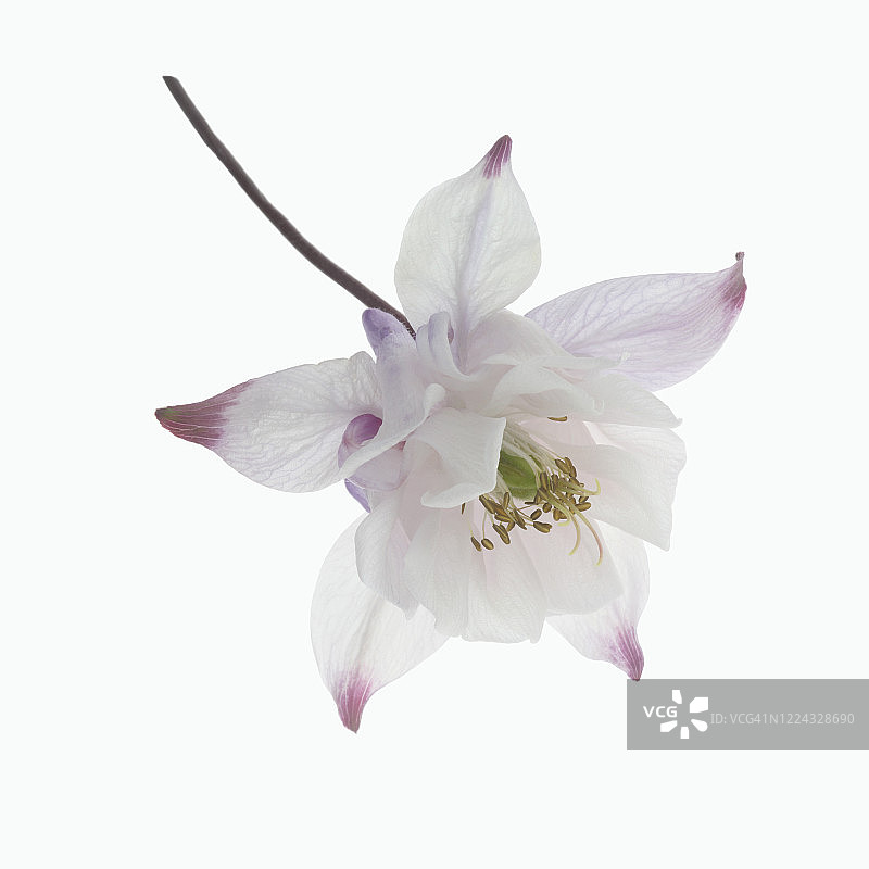 白色耧斗菜花白色方框图片素材