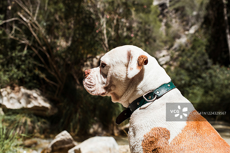 美国斗牛犬在河边侧面照图片素材