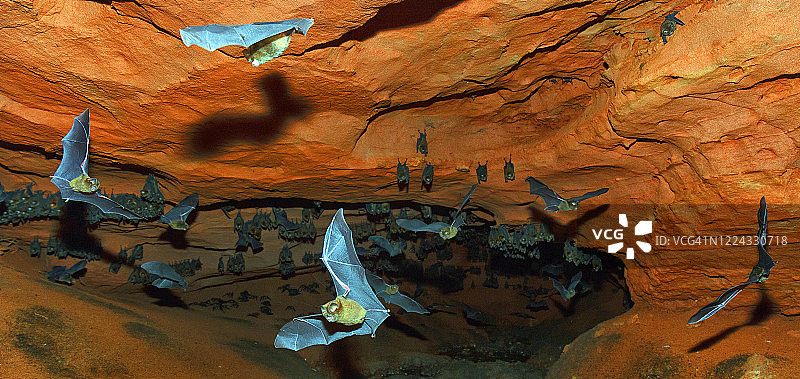 森林洞穴中飞行的 Sundevall 蝙蝠（caffer 马蹄蝠），霍科白，中非共和国 Dzanga-Ndoki 国家公园图片素材