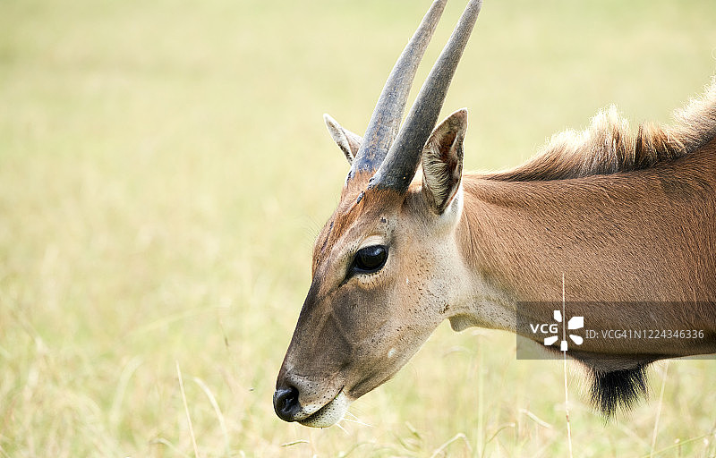 弯角羚图片素材
