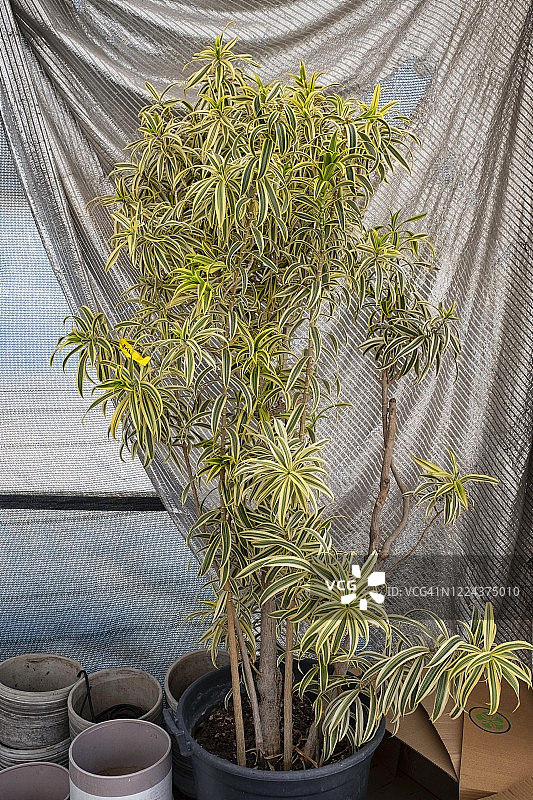 以灰色窗帘为背景的丝兰植物图片素材