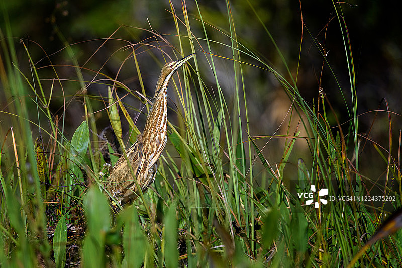美洲麻鳽在佛罗里达州蓬塔戈尔达的巴布科克野生动物管理区涉水图片素材