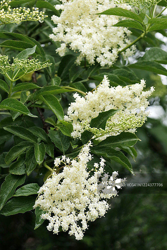 花园里的接骨木和接骨木花图片素材