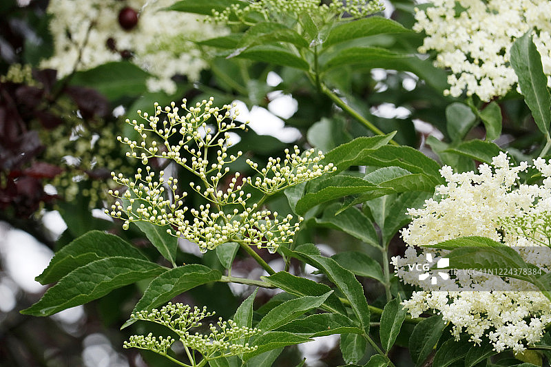 花园里的接骨木和接骨木花图片素材