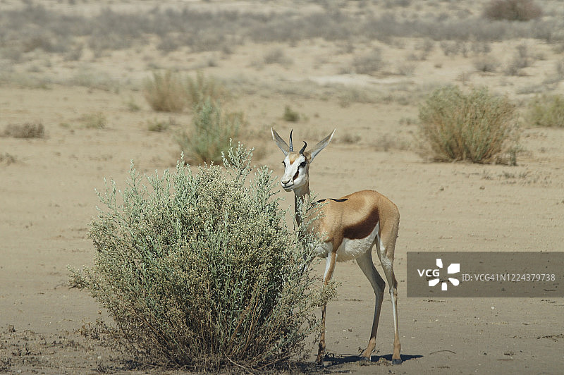 跳羚 26图片素材