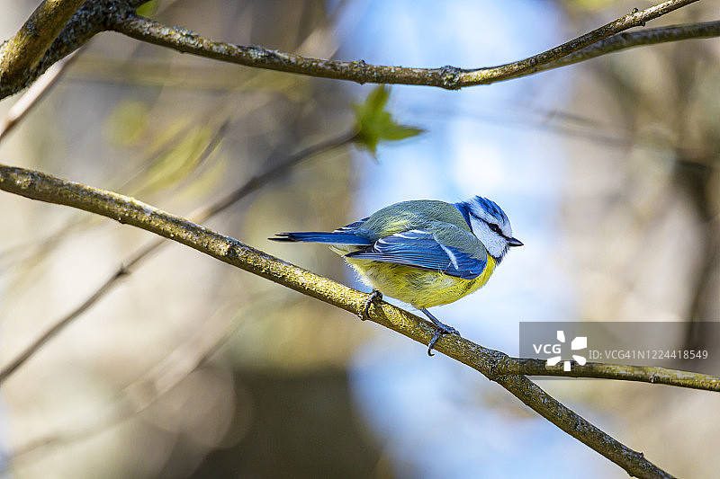 蓝冠山雀图片素材