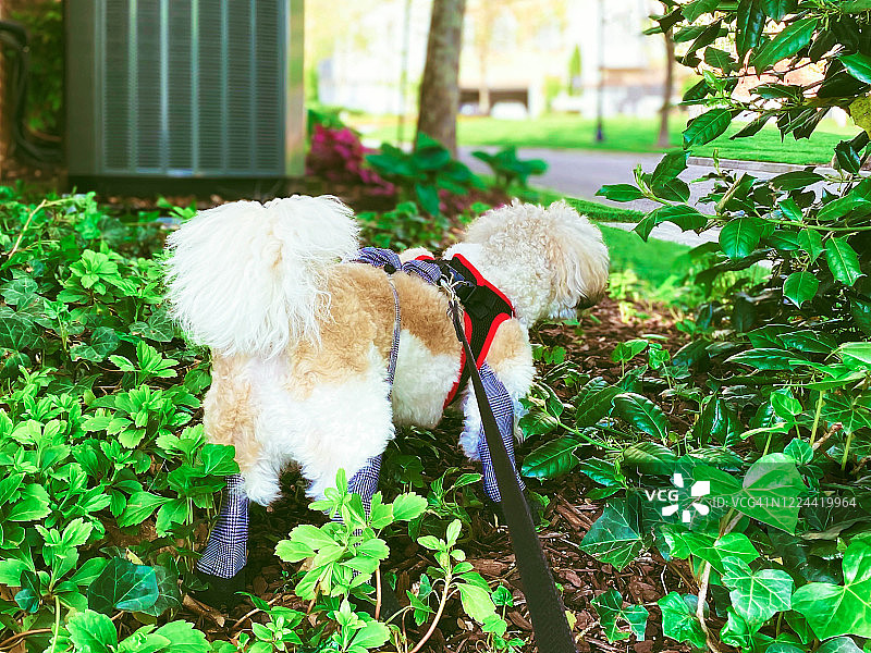 狗狗站在花园里图片素材