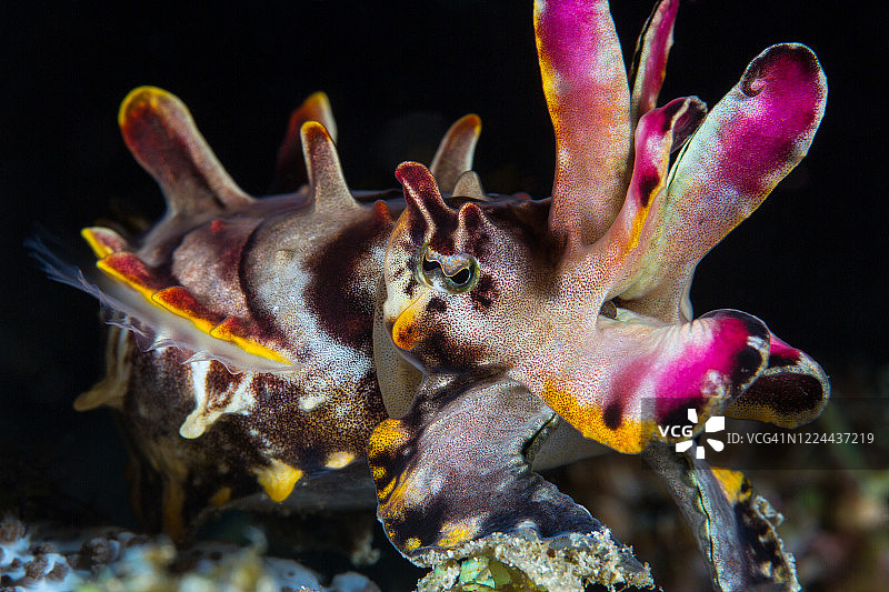 火焰乌贼图片素材