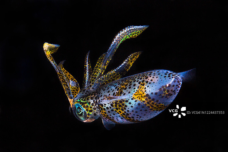 莱氏拟乌贼图片素材