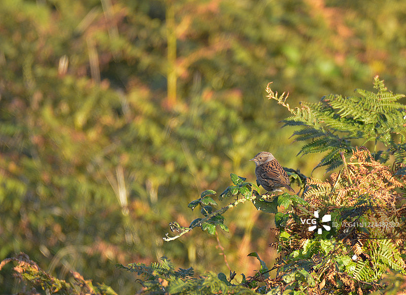 hedge sparrow.(Prunella modularis) 栖息在灌木丛中图片素材