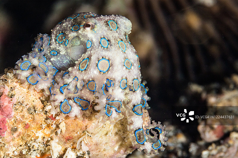 蓝环章鱼图片素材