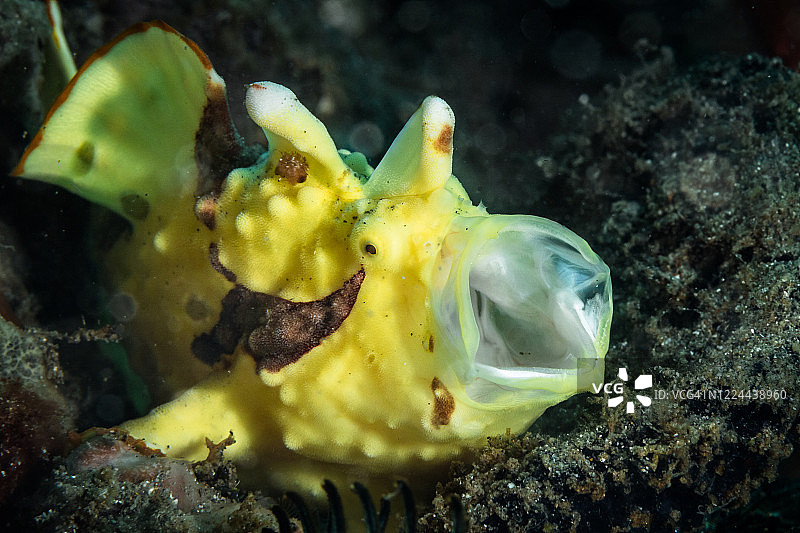 打哈欠的疣状躄鱼图片素材