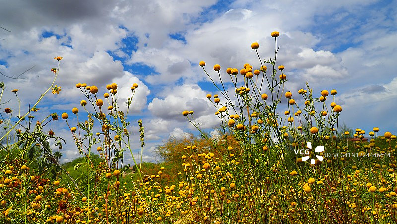 黄色杯子尺寸图片素材