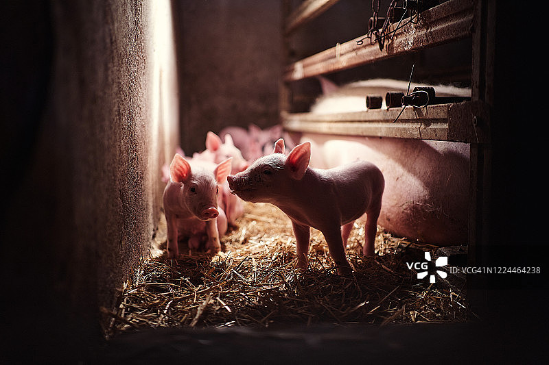 农场猪圈内新生小猪图片素材