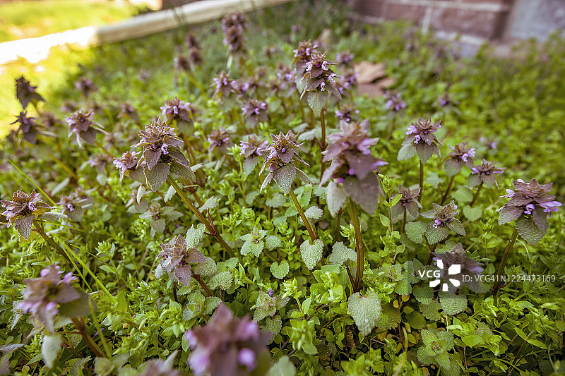 野芝麻图片素材