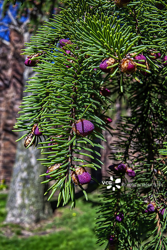 年轻的针叶树球果图片素材