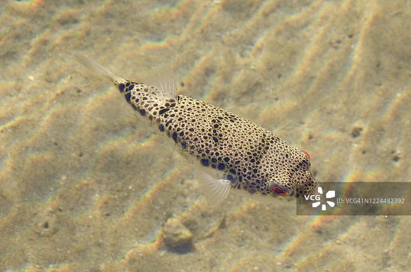 有毒的蟾蜍鱼图片素材