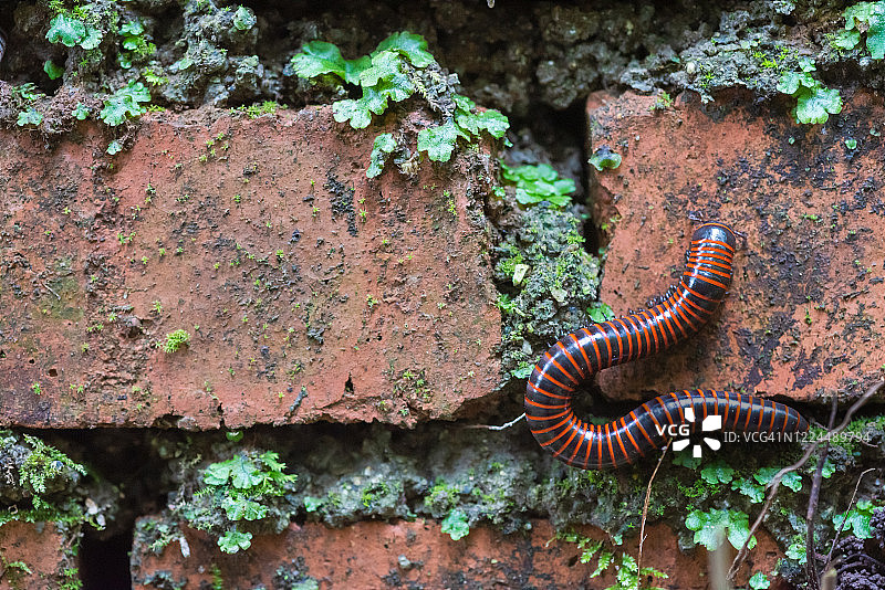潮湿砖墙上的倍足纲动物图片素材