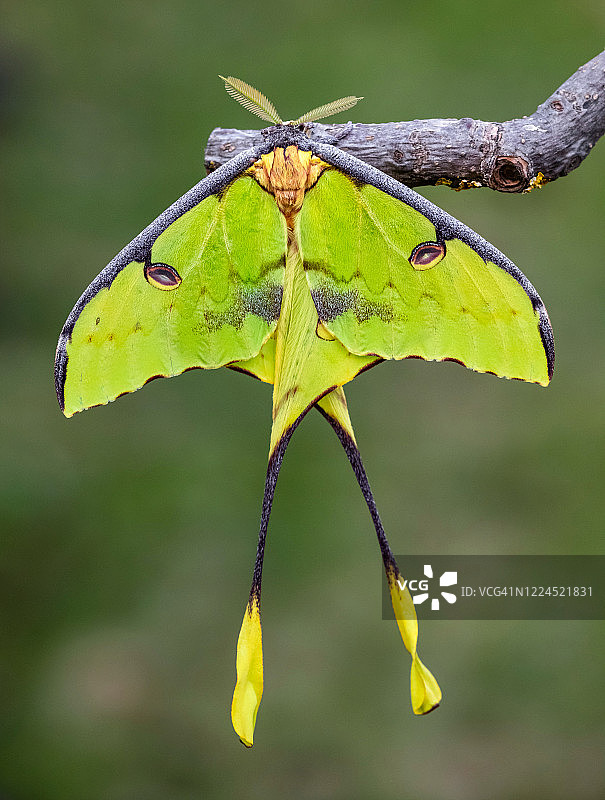 枯叶大蚕蛾图片素材