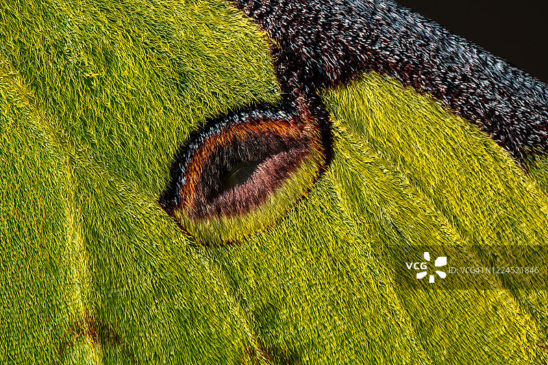 枯叶大蚕蛾图片素材