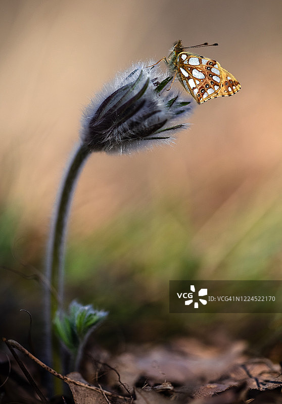西班牙女王豹纹蝴蝶图片素材