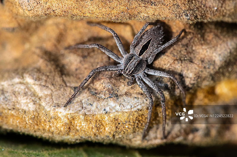 蚁形食蚜蝇图片素材