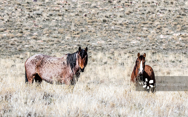 犹他州西部沙漠中的野马图片素材