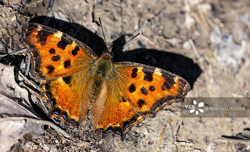 大 tortoiseshell 蝴蝶图片素材
