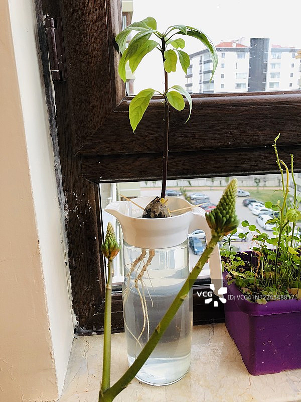 家居丛林10图片素材