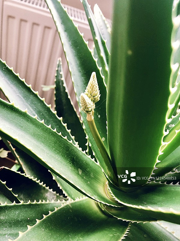 家居丛林15图片素材