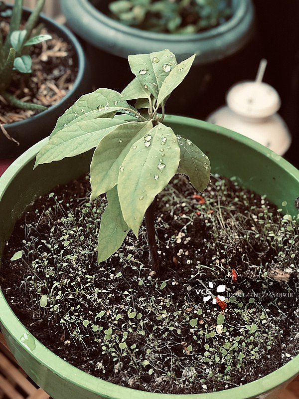 家庭丛林23图片素材