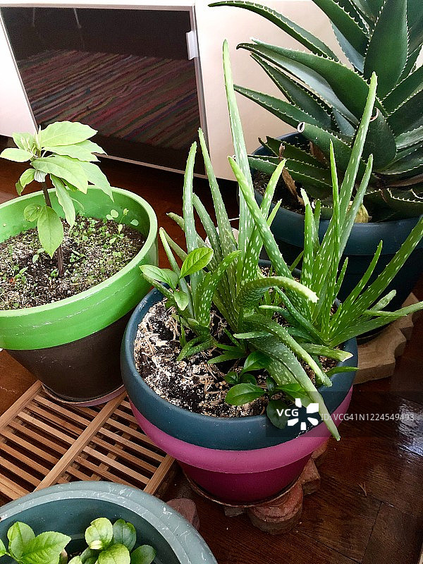 家居丛林图片素材