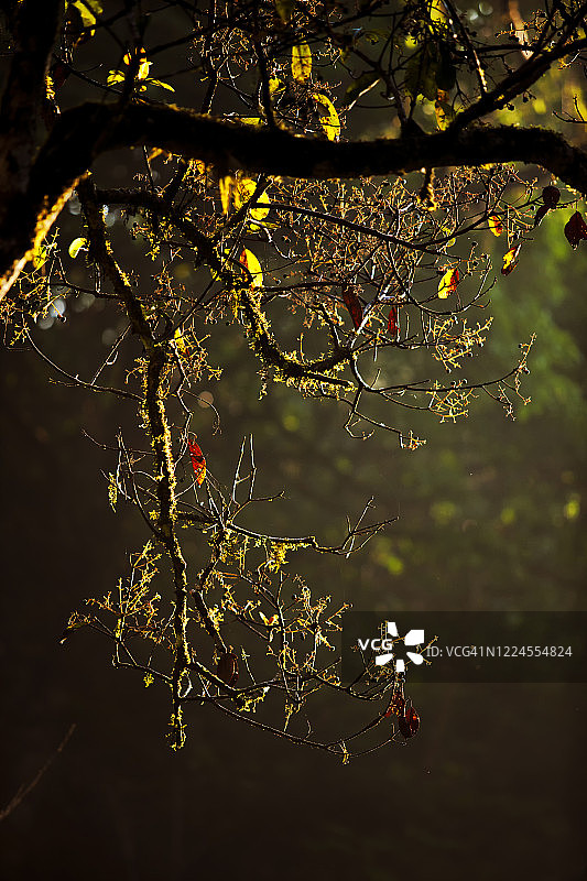 背光照射的树枝图片素材