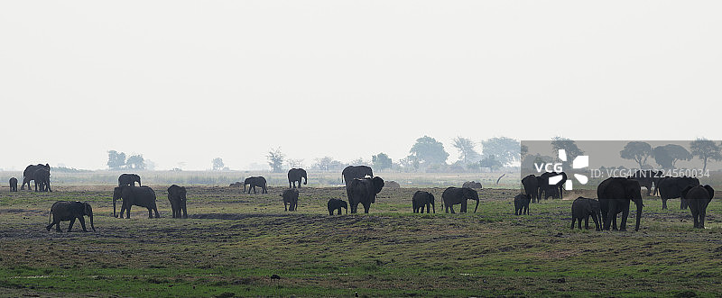 大象聚集图片素材