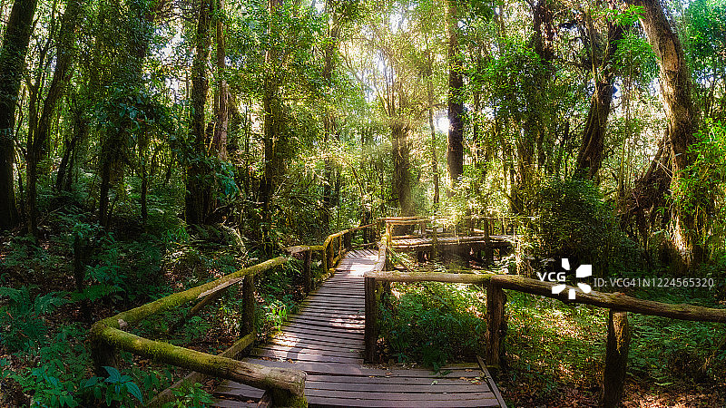 阳光明媚的雨林中木板路的广角景观图片素材
