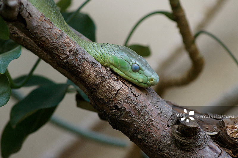 蛇类 5图片素材