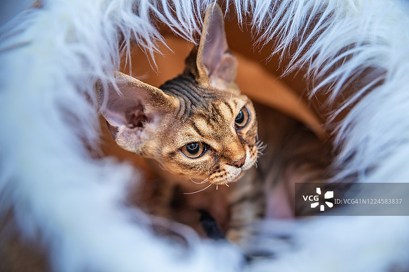 舒适猫床上放松的年轻德文雷克斯猫特写图片素材